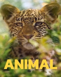 Animal ver series