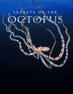 Secrets of the Octopus ver series